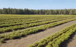 Деревья растут, а Караганда цветет!