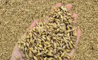 Казахстан: Глубокая переработка зерновых как ключ к увеличению экспорта и агропромышленному росту