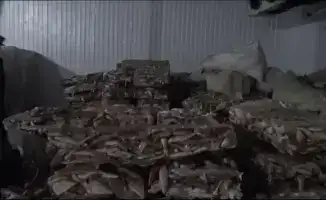 В Кызылординской области осуждены руководители компании за незаконный экспорт филе судака в Европу