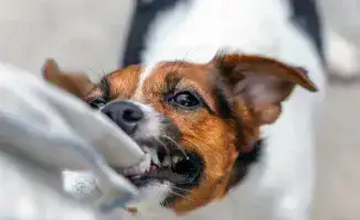 Алматинку укусила собака в Ботаническом саду: комментарий организации