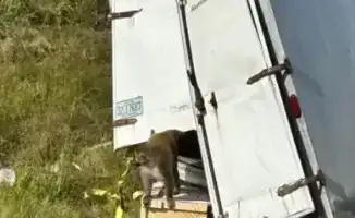 Жительница Миссисипи застрелила сбежавшую лабораторную обезьяну и макаку-резуса из грузовика с 21 заражённой