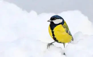 Астана в снегу, Алматы в тепле: международный прогноз погоды на 12-14 ноября