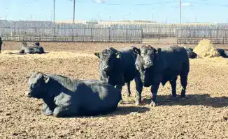 Новые субсидии на племенное животноводство в регионе