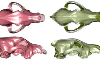 Казахстанские ученые представили исследование о разнообразии собак в журнале Science