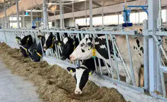 В Казахстане собрали рекордные 39,8 млн тонн кормов для сельхозживотных