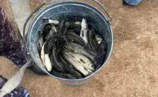 Есиль получил 237 тысяч сеголеток белого амура