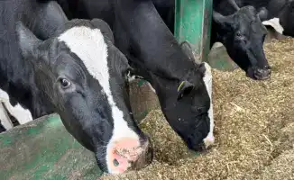 Увеличение субсидий на племенной скот: шаг к повышению качества животноводства в России