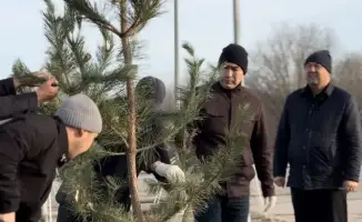 Сосны в Актобе: 150 причин для зелёного будущего!