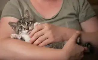 Алматы: жители пятиэтажки жалуются на 75-летнюю соседку с десятками кошек и невыносимым запахом