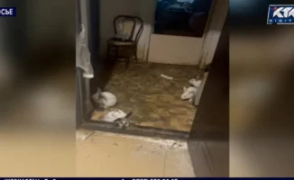 Жильцы многоэтажного дома в Алматы вновь обеспокоены: соседка, ранее уличенная в разведении кроликов в своей 'однушке', снова привлекла внимание своим странным поведением и едким запахом.