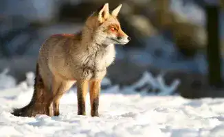 Тепло вернётся в Астану: как изменения погоды повлияют на жизнь города 14-16 ноября