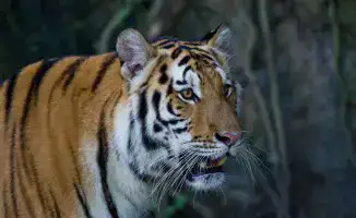 Казахстан и Россия объединяют усилия для восстановления популяции амурских тигров в Алматинской области