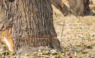 Тени преступления: роща Баума в ожидании справедливости после незаконной вырубки деревьев