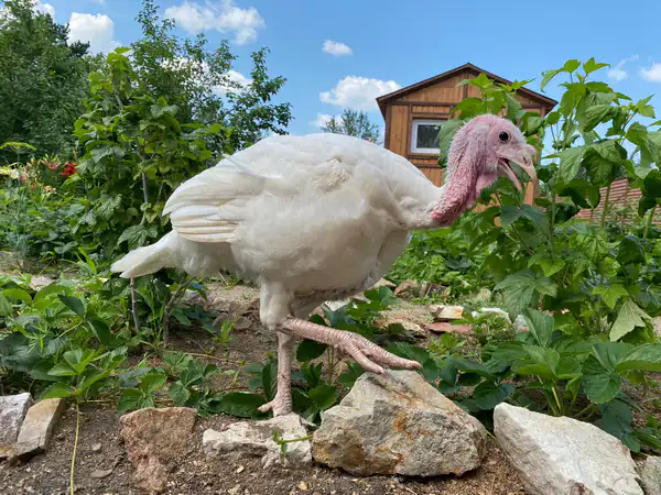 Индюк на даче Ирины Фишбух