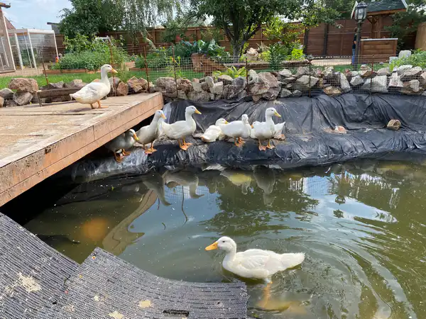 Утки на даче Ирины Фишбух