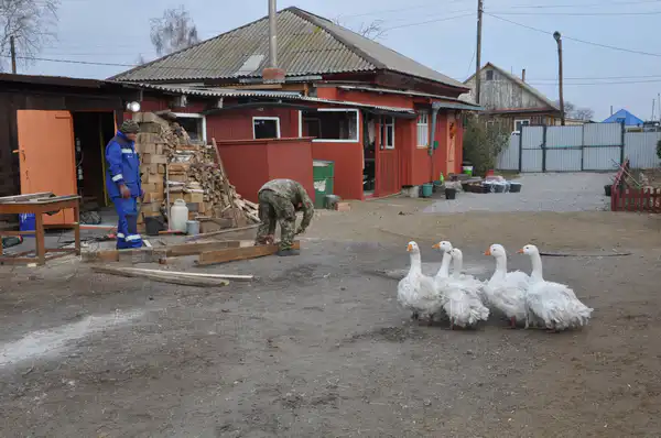 Мужчины работают во дворе дома в деревне и мимо идут гуси
