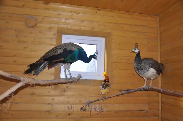 Павлины и фазаны в птичнике Ирины Фишбух 