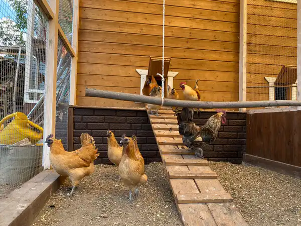 Куры лакеданзи. Фото: ©️ Tengrinews.kz / Елена Бережная