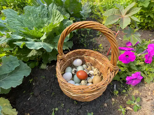 Яйца в корзинке, участок Ирины Фишбух