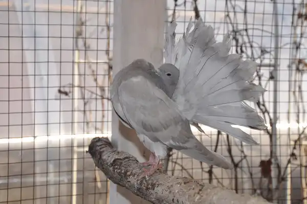 Голубь на птичьем дворе Ирины. Фото: ©️ Tengrinews.kz / Елена Бережная