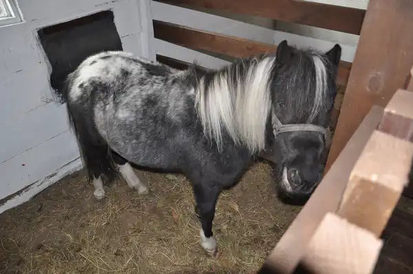Пони Ирины в стойле