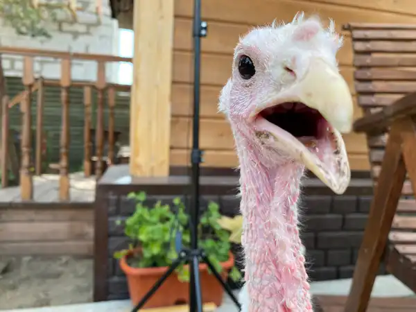 Индюшонок на даче Ирины Фишбух. Фото из личного архива героини