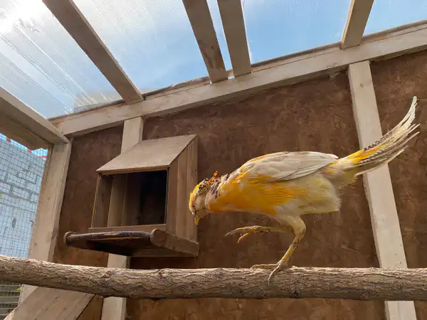 Фазан на даче Ирины Фишбух