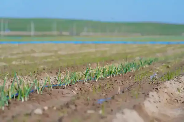 В ТУРКЕСТАНСКОЙ ОБЛАСТИ ВНЕДРЕНЫ ВОДОСБЕРЕГАЮЩИЕ ТЕХНОЛОГИИ НА 114 ТЫСЯЧАХ ГЕКТАРОВ ЗЕМЛИ (6)