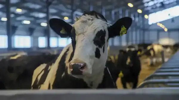 В ВКО открыта новая молочно-товарная ферма на 1075 голов (7)