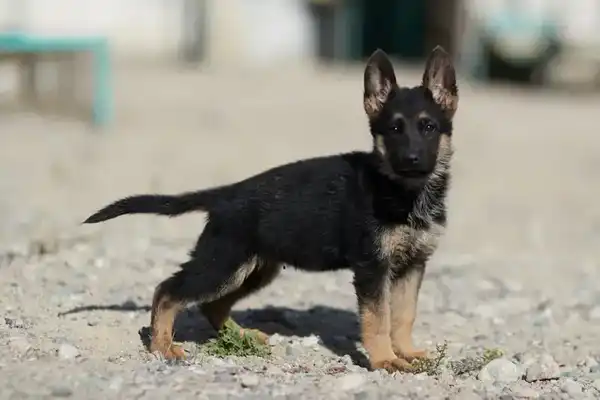 Щенки тоже готовы служить стране: в Нацгвардии увеличивается число породистых служебных собак (2)