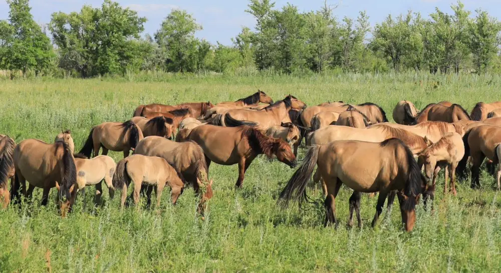 Поголовье скота в Актюбинской области выросло на 7% благодаря господдержке (2)