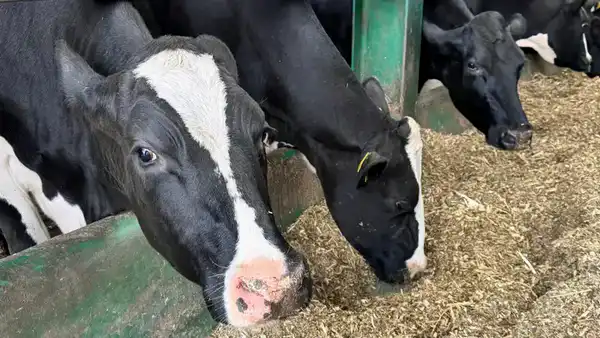 15 новых инвестпроектов в сфере животноводства стартуют в Костанайской области в 2026 году (2)