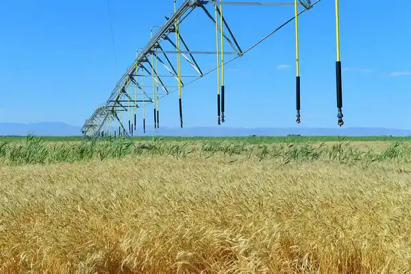 АПК Туркестанской области показывает высокие темпы развития (4)