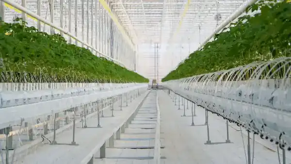 Тепличный комплекс мощностью 27 000 тонн овощной продукции в год запустили в Туркестанской области (3)