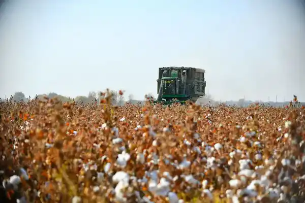 АПК Туркестанской области показывает высокие темпы развития (6)