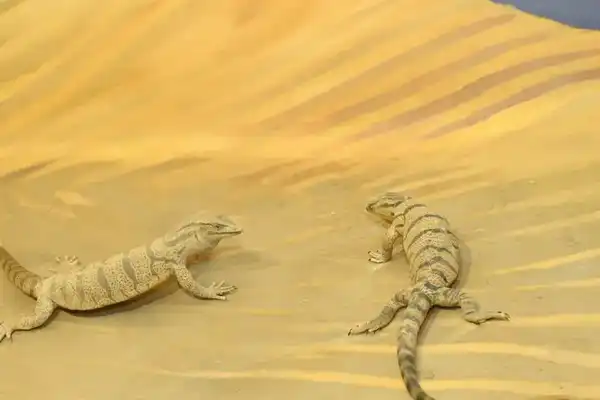 В Кызылорде построено жилье для работников сферы культуры и передано 40 квартир (10)