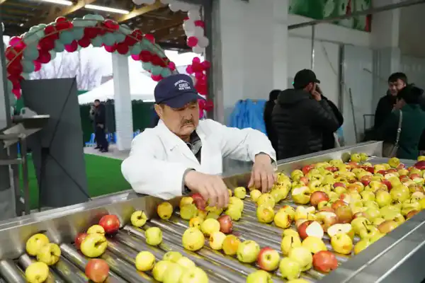 ТУРКЕСТАН: В ТЮЛЬКУБАСЕ ОТКРЫЛСЯ ЗАВОД ПО ГЛУБОКОЙ ПЕРЕРАБОТКЕ ФРУКТОВ И ЯГОД (3)
