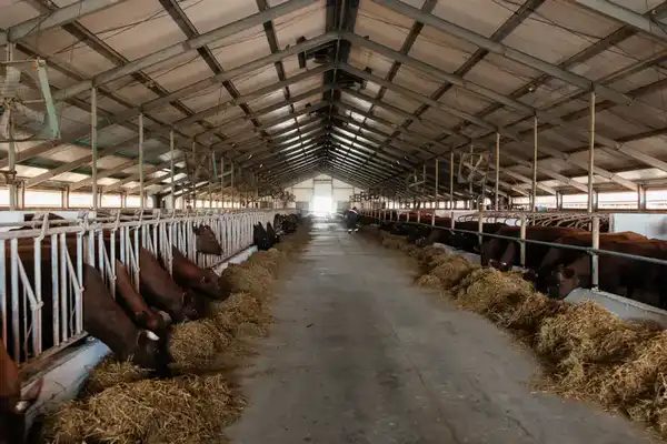 В Атырауской области объём производства сельскохозяйственной продукции достиг 116,8 млрд тенге (3)