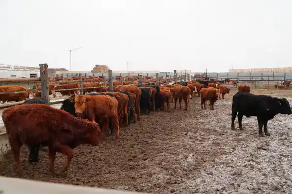 В Ерейментауском районе формируется крупный мясной кластер (4)