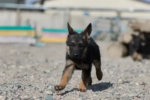 Щенки тоже готовы служить стране: в Нацгвардии увеличивается число породистых служебных собак (3)