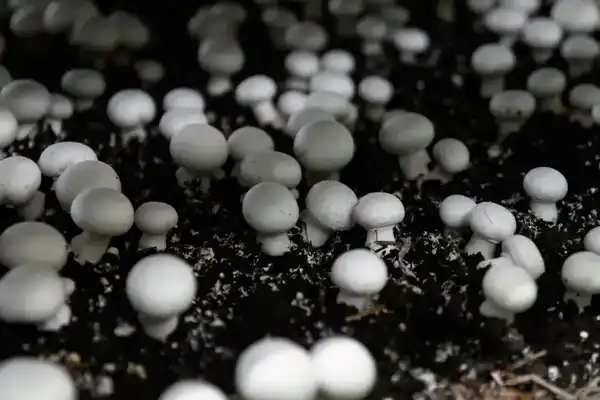 Производство сгущенного молока мощностью 12 тыс. тонн в год запустили в СКО (8)