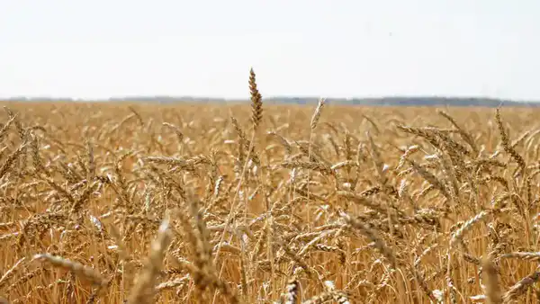 Акмолинская область стала лидером страны по валовому сбору зерновых (3)