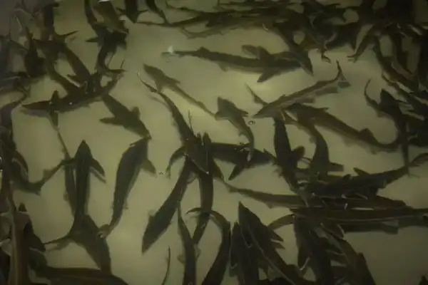 В Мангистауской области реализуется первый в Центральной Азии морской аквакультурный проект (6)