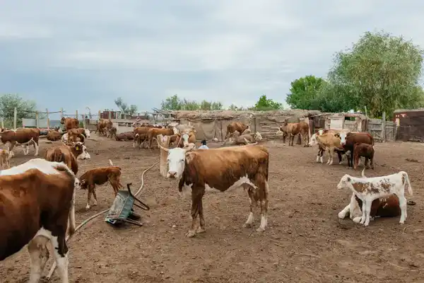 В Атырауской области объём производства сельскохозяйственной продукции достиг 116,8 млрд тенге (4)