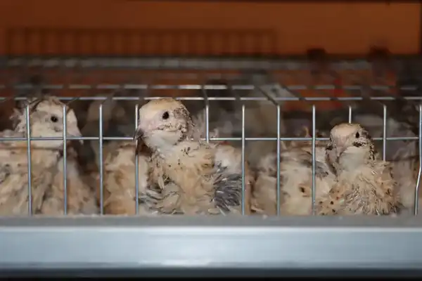 Советник главы Правительства посетил село Бесарык (6)