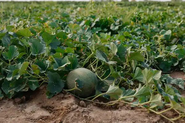 В Атырауской области объём производства сельскохозяйственной продукции достиг 116,8 млрд тенге (5)