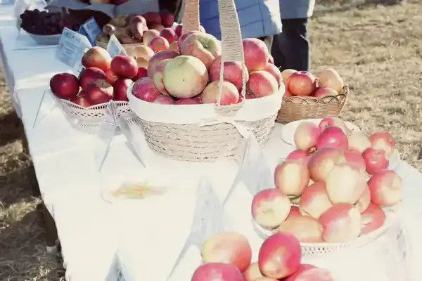 Торжественная церемония закладки «Мичуринского сада»: Старт масштабного международного проекта по развитию интенсивного садоводства в Казахстане (9)
