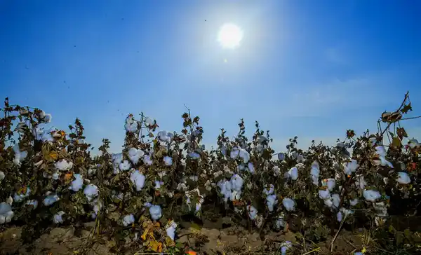 АПК Туркестанской области показывает высокие темпы развития (8)