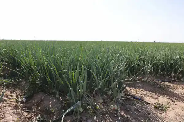 Почти 30 млрд тенге субсидий направлено на развитие агросектора Жамбылской области (7)