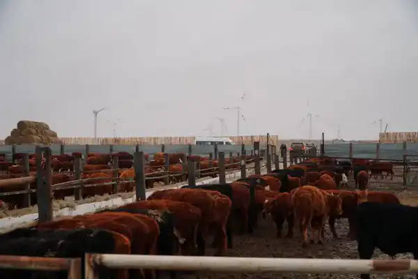 В Ерейментауском районе формируется крупный мясной кластер (3)